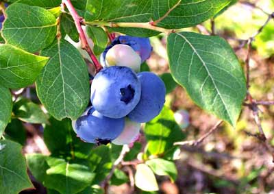 Blueberries